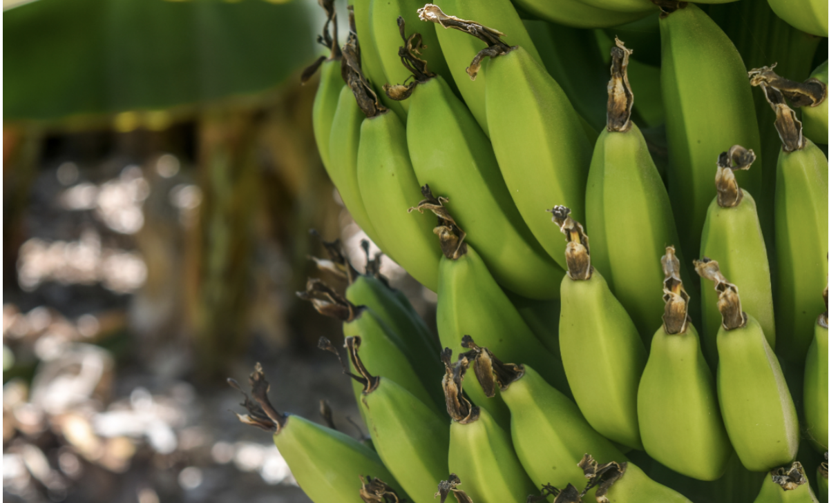El Ayuntamiento invita a los agricultores de La Aldea a solicitar las ayudas del Gobierno de Canarias para productores de plátanos