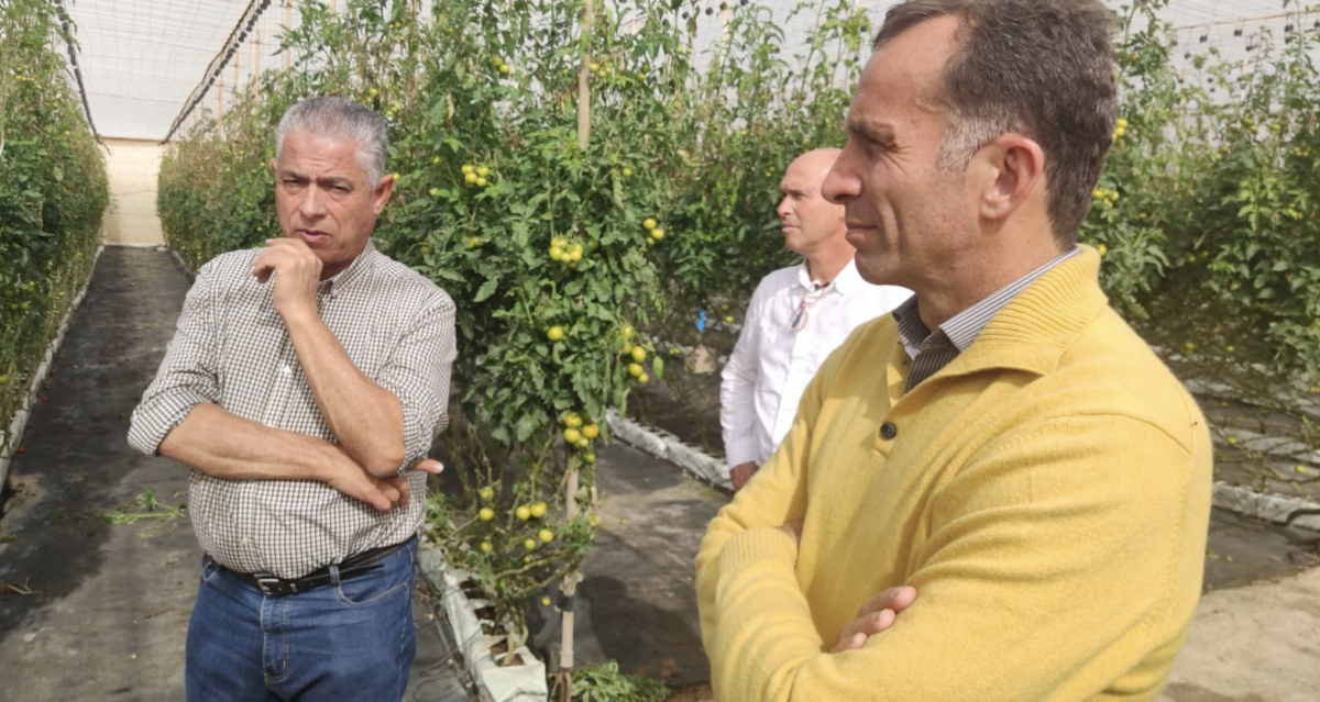 Tomás Pérez arranca el compromiso económico de la Consejería de Agricultura del Gobierno de Canarias para hacer frente a la plaga del hongo mildiu que está afectando al sector tomatero